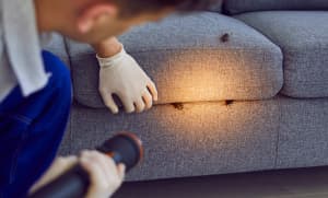 Insect Control