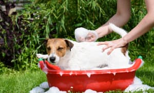 Mobile Dog Grooming