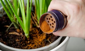 Organic Pest Control