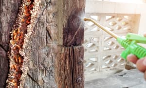 Termite Control